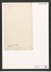 Nitzschia amphibia Grun. (de-Toni-Nr.: Genus 47, Species 2132) Zeichnungen Sammlung Grunow (NHMW-BOT-W0372287)